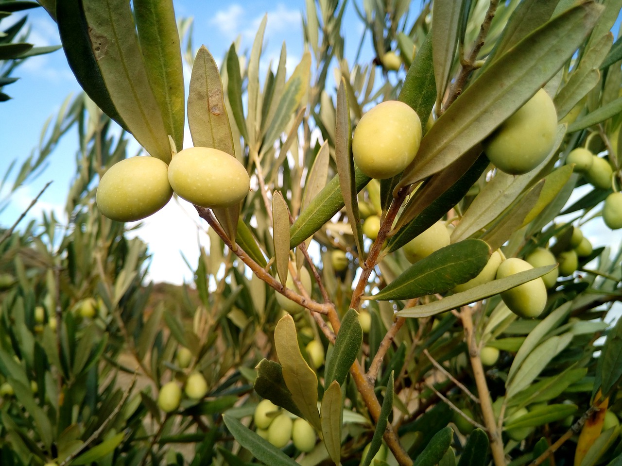 olives 1126320 1280