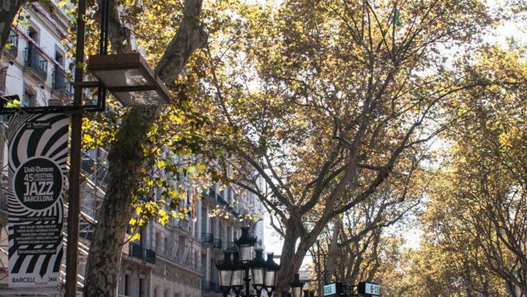 allergies aux platanes barcelone